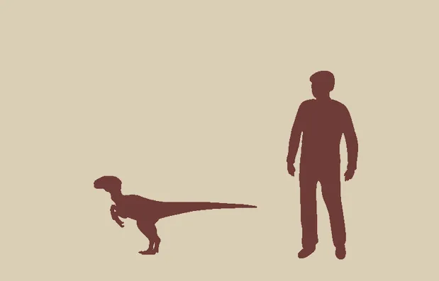 Silhueti: Velociraptor in odrasla oseba, visoka 1,8 m
